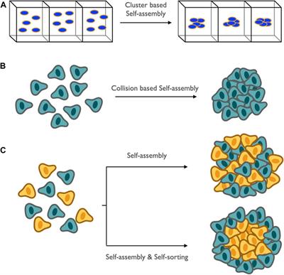 Kinetics of Nanomedicine in Tumor Spheroid as an In Vitro Model System for Efficient Tumor-Targeted Drug Delivery With Insights From Mathematical Models